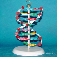 High Quality Medical Research Human DNA Model (R180107)